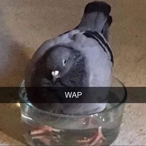 Meet your Posher, Javier